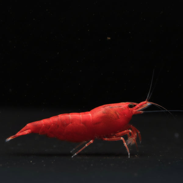 Bloody Mary Neocaridina shrimp – photo 1