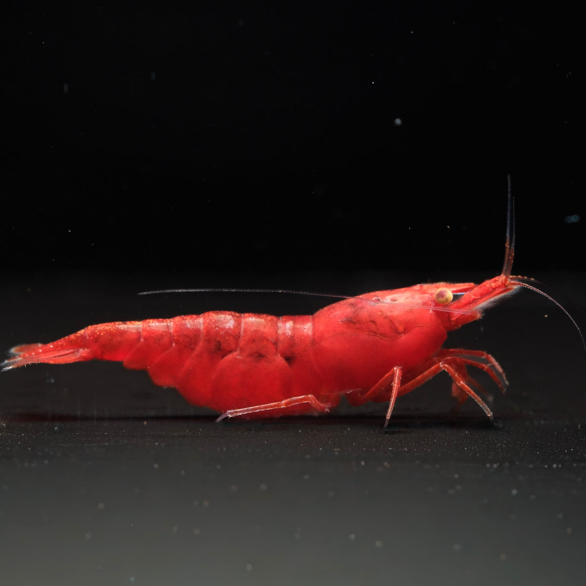 Ghost Fire Red | Golden Eyes Genetic 01