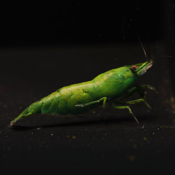 Green Emerald Neocaridina shrimp – photo 1