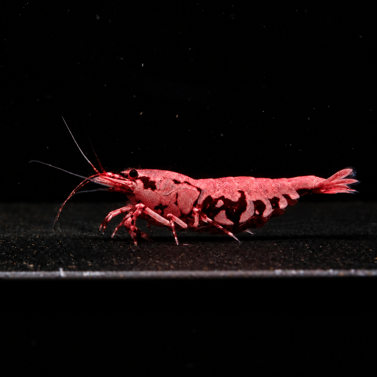 Pink-Based Red Boa Caridina shrimp with red body and pink-toned white Boa markings