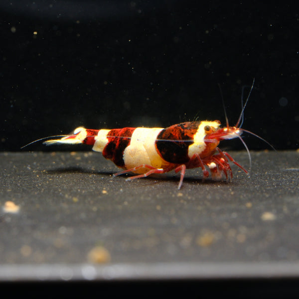 Dark Red Panda Caridina shrimp – photo 1