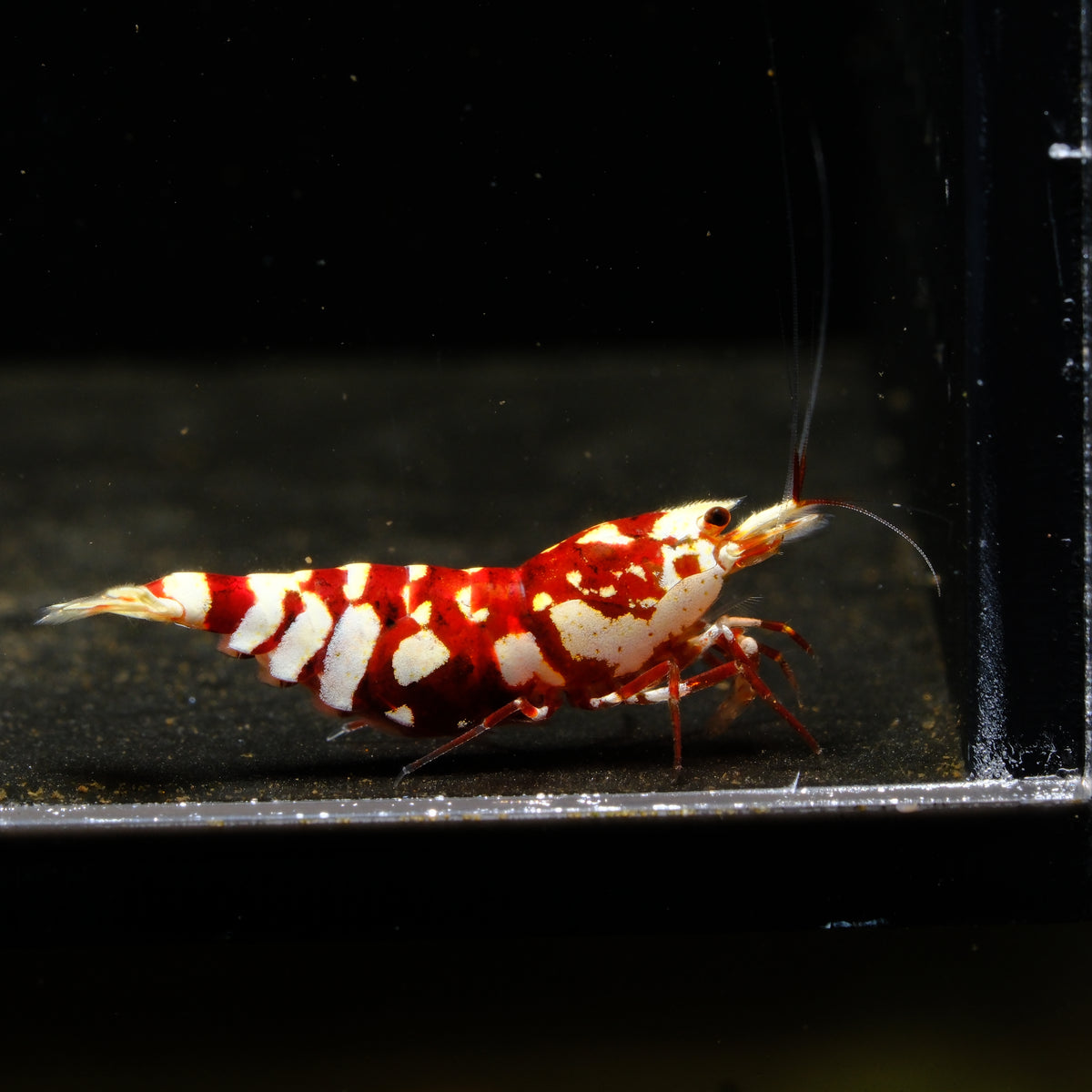 Red Fancy Tiger Caridina shrimp – photo 1