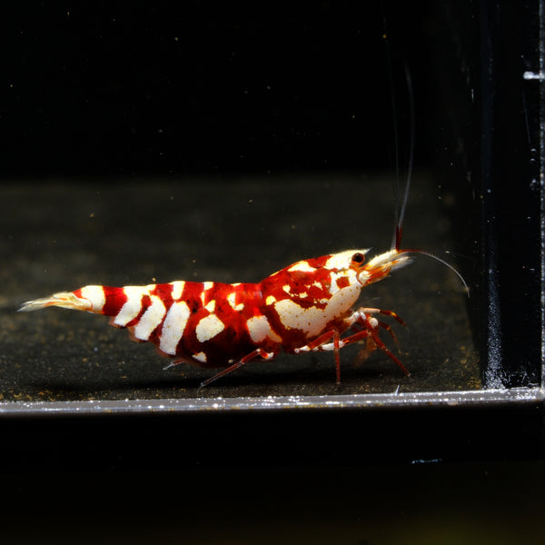 Red Fancy Tiger Caridina shrimp – photo 1