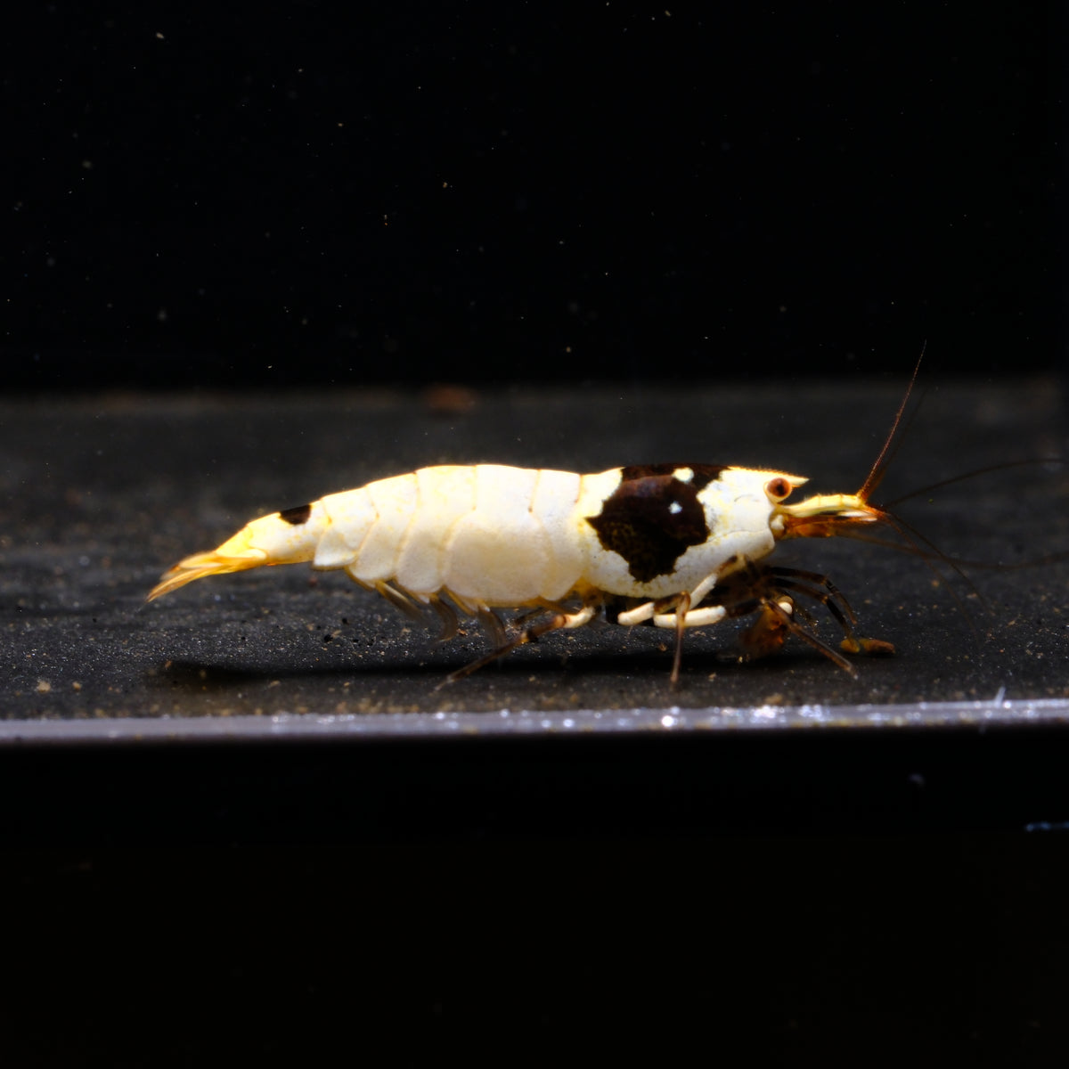 Pure Black Line Caridina shrimp – photo 1