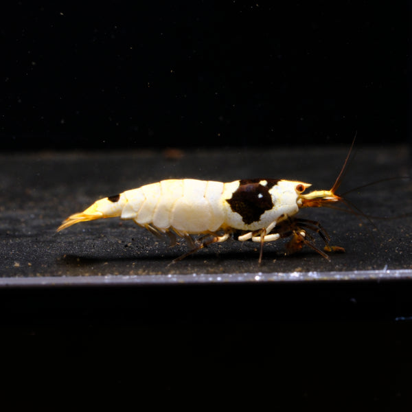 Pure Black Line Caridina shrimp – photo 1
