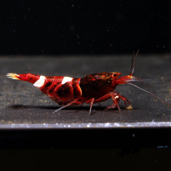 Red King Kong Caridina shrimp – photo 1
