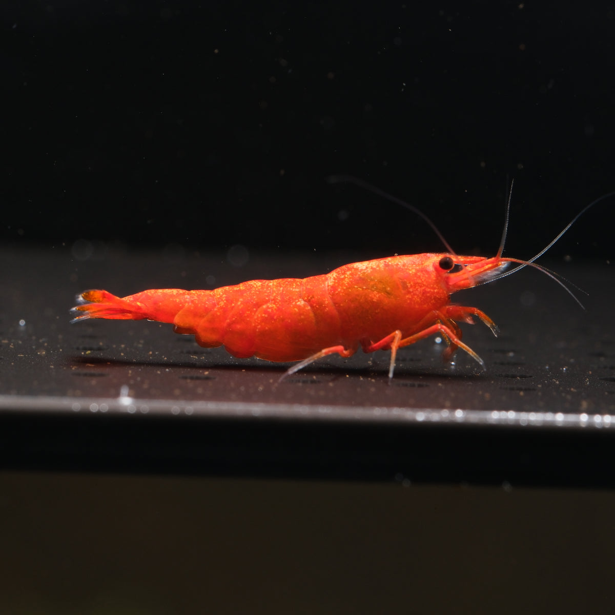 Blood Orange Neocaridina shrimp – photo 1