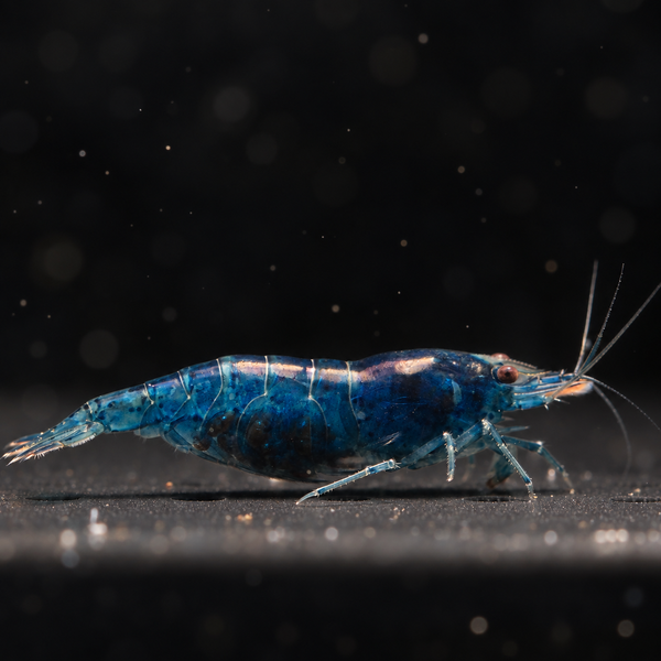 Blue Dream Neocaridina shrimp with a solid deep-blue shell