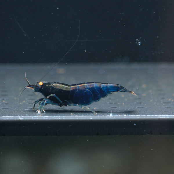 Orange Eyes Blue Devil Caridina shrimp – photo 1
