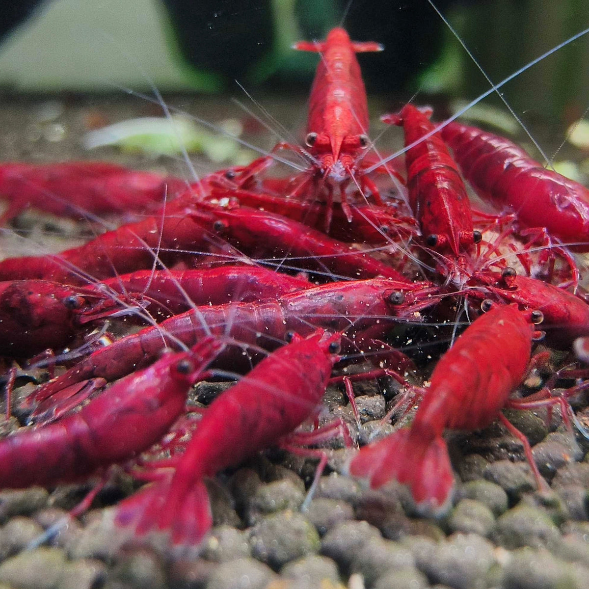Bloody Mary Neocaridina shrimp – photo 2
