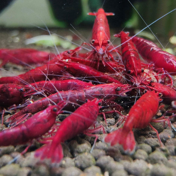 Bloody Mary Neocaridina shrimp – photo 2