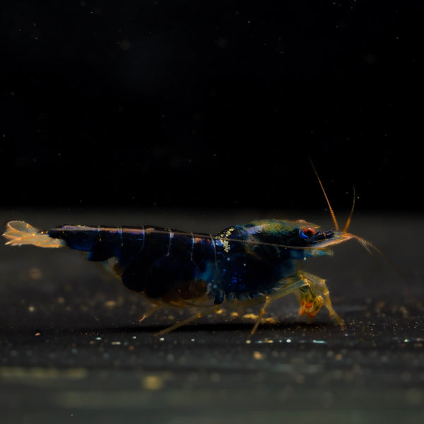 Calceo line shrimp