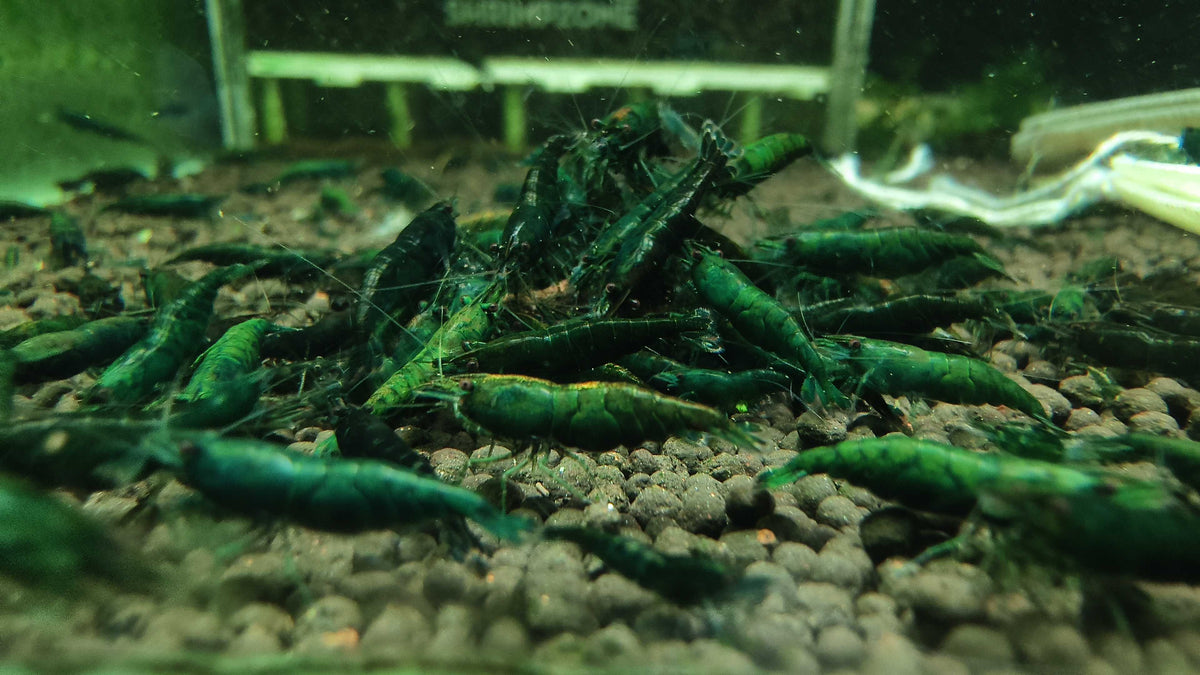 Green Emerald Neocaridina shrimp – photo 3
