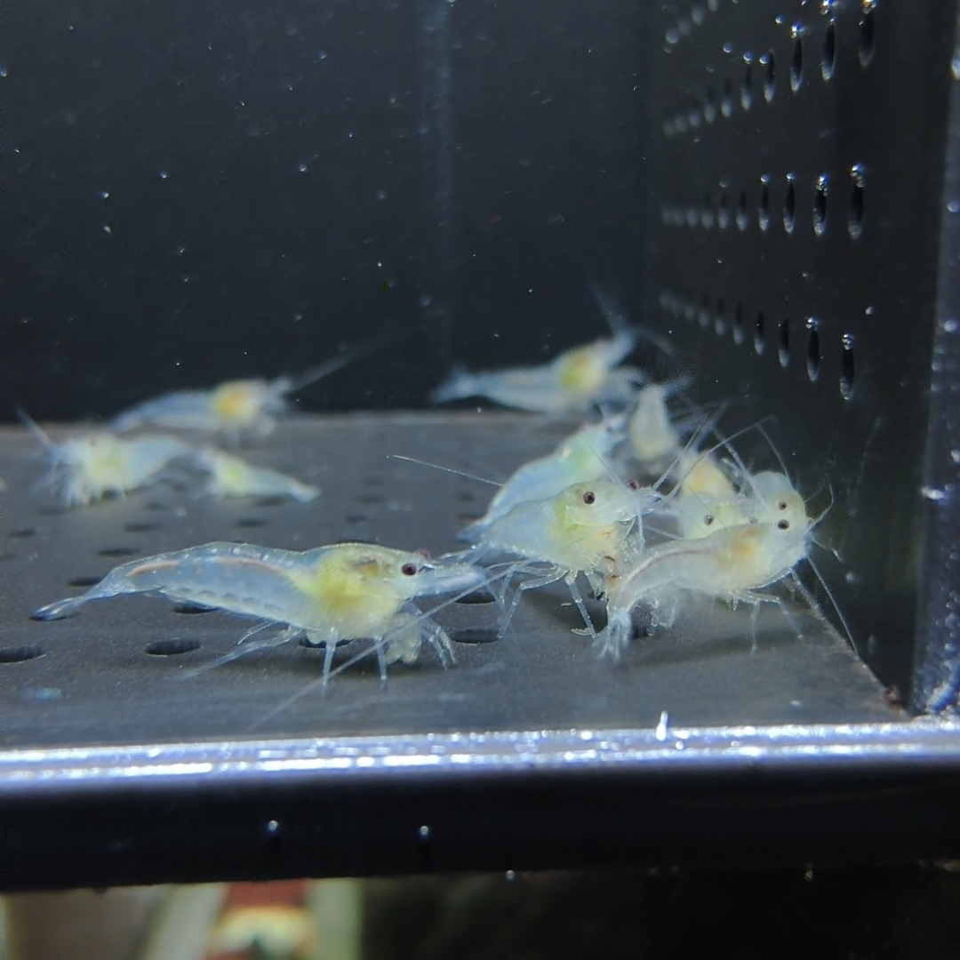 Snow Ball Neocaridina shrimp – photo 3