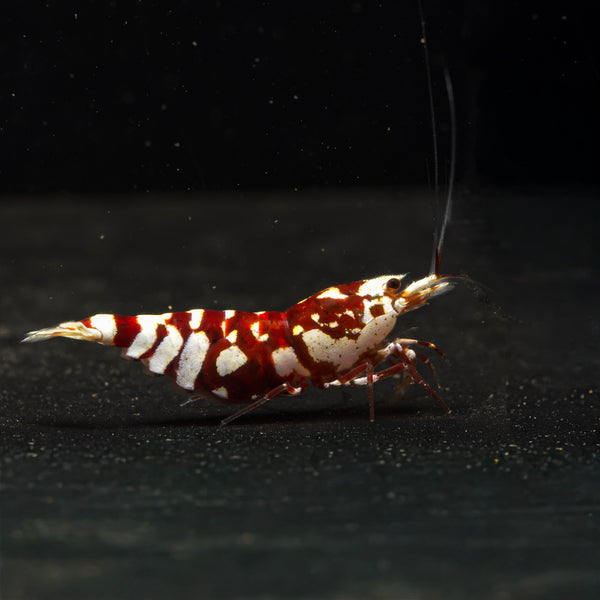 Red Fancy Tiger Caridina shrimp – photo 2