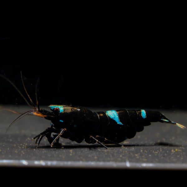 Shadow Black King Kong Caridina shrimp – photo 1