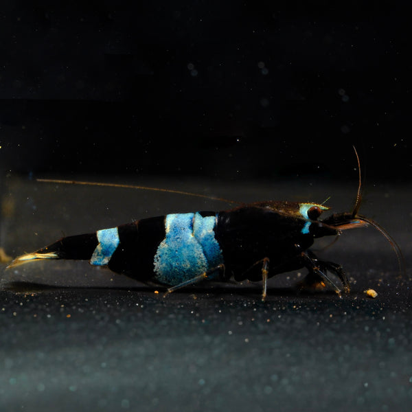 Shadow Black Panda Caridina shrimp – photo 1