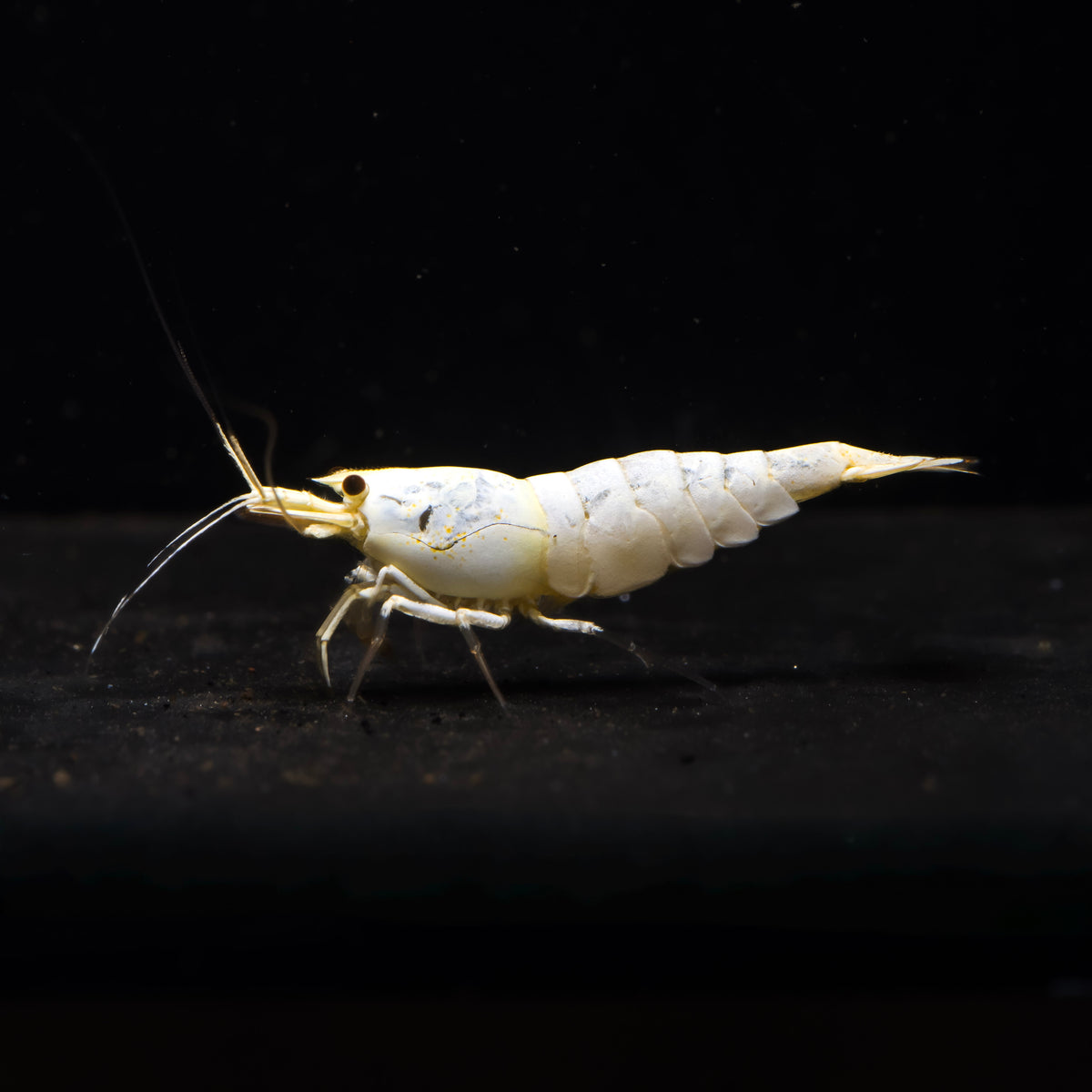 Snow White Caridina shrimp – photo 1