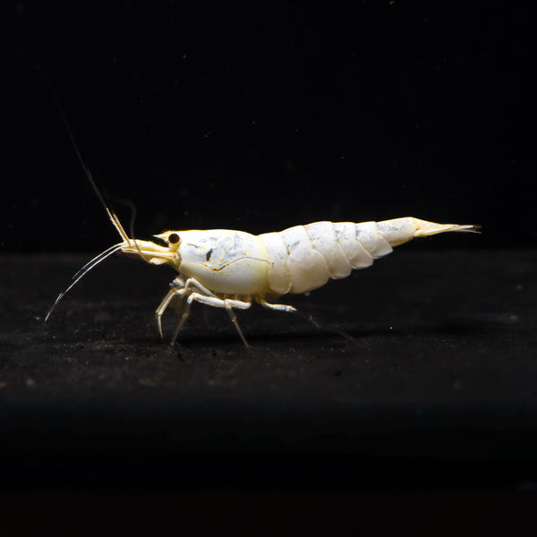 Crystal line shrimp