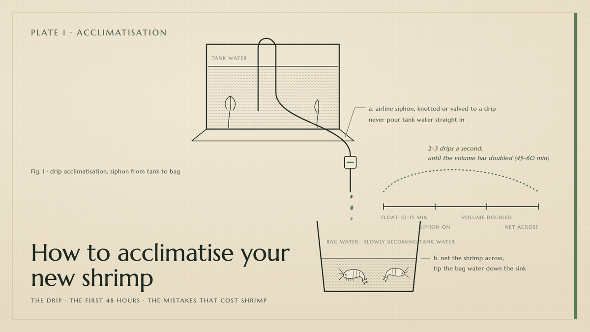 Plate I · How to acclimatise your new shrimp — the drip · the first 48 hours · the mistakes that cost shrimp