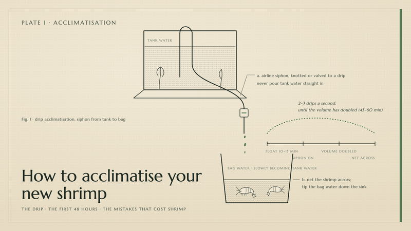 Plate I · How to acclimatise your new shrimp — the drip · the first 48 hours · the mistakes that cost shrimp