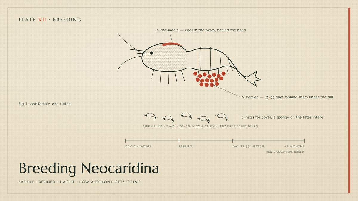 Plate XII · Breeding Neocaridina — saddle · berried · hatch · how a colony gets going