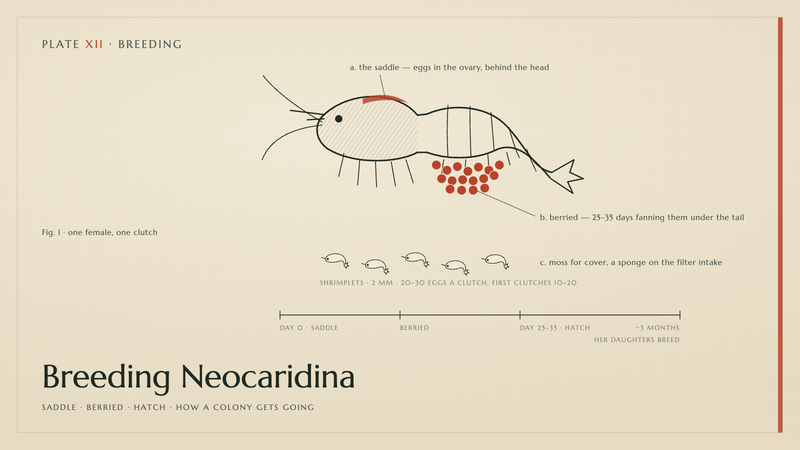 Plate XII · Breeding Neocaridina — saddle · berried · hatch · how a colony gets going