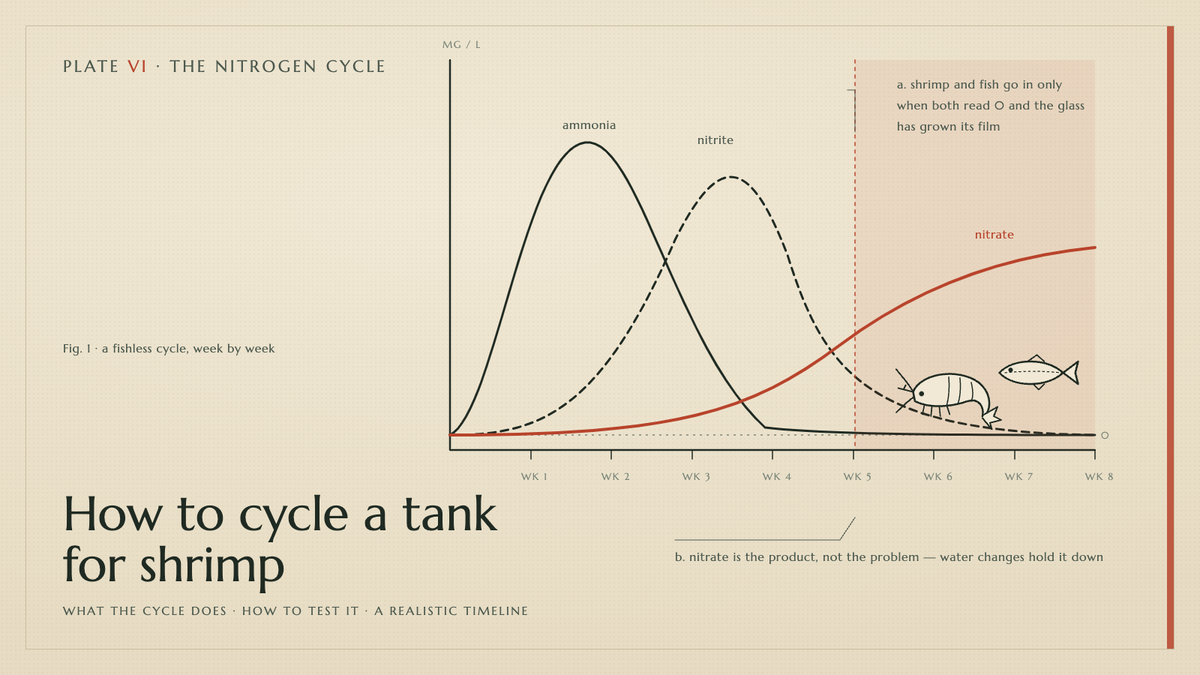Plate VI · How to cycle a tank for shrimp — what the cycle does · how to test it · a realistic timeline