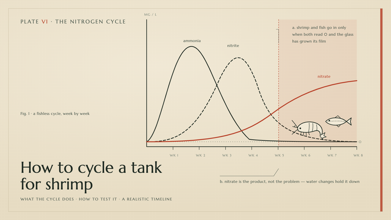 Plate VI · How to cycle a tank for shrimp — what the cycle does · how to test it · a realistic timeline