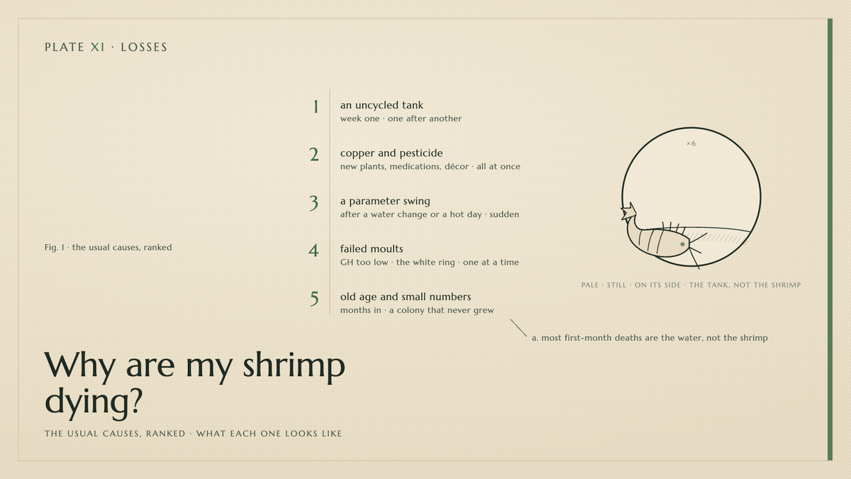 Plate XI · Why are my shrimp dying? — the usual causes, ranked · what each one looks like