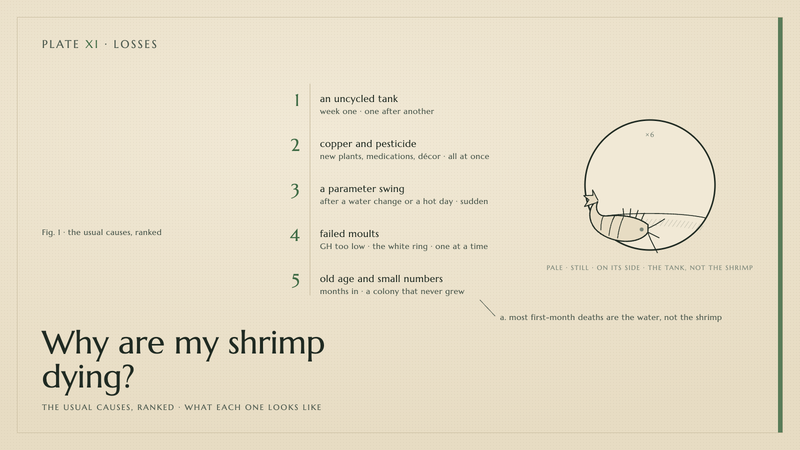 Plate XI · Why are my shrimp dying? — the usual causes, ranked · what each one looks like