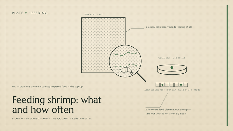 Plate V · Feeding shrimp: what and how often — biofilm · prepared food · the colony's real appetite