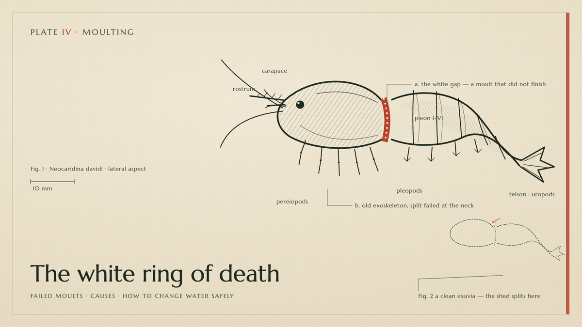 Plate IV · The white ring of death — failed moults · causes · how to change water safely