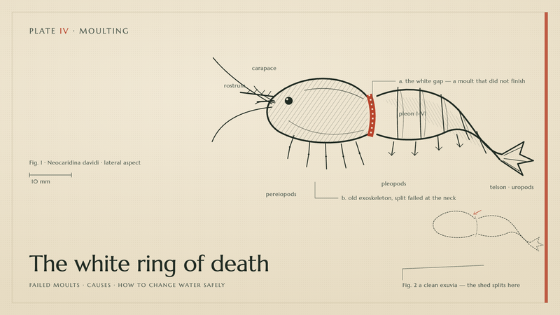 Plate IV · The white ring of death — failed moults · causes · how to change water safely