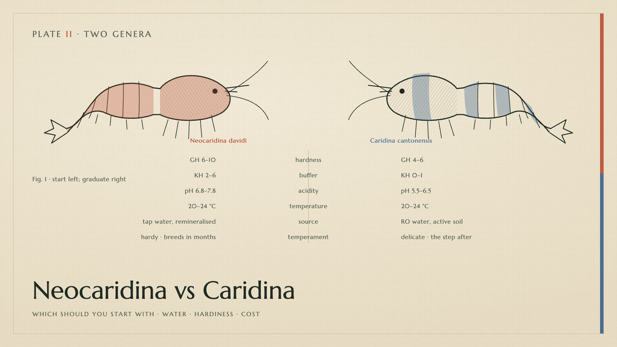 Plate II · Neocaridina vs Caridina — which should you start with · water · hardiness · cost