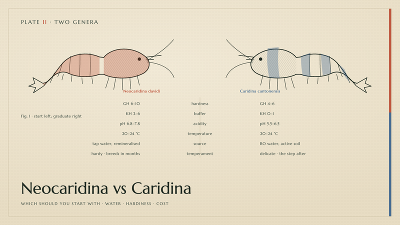 Plate II · Neocaridina vs Caridina — which should you start with · water · hardiness · cost