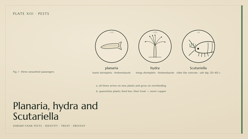 Plate XIII · Planaria, hydra and Scutariella — shrimp-tank pests · identify · treat · prevent
