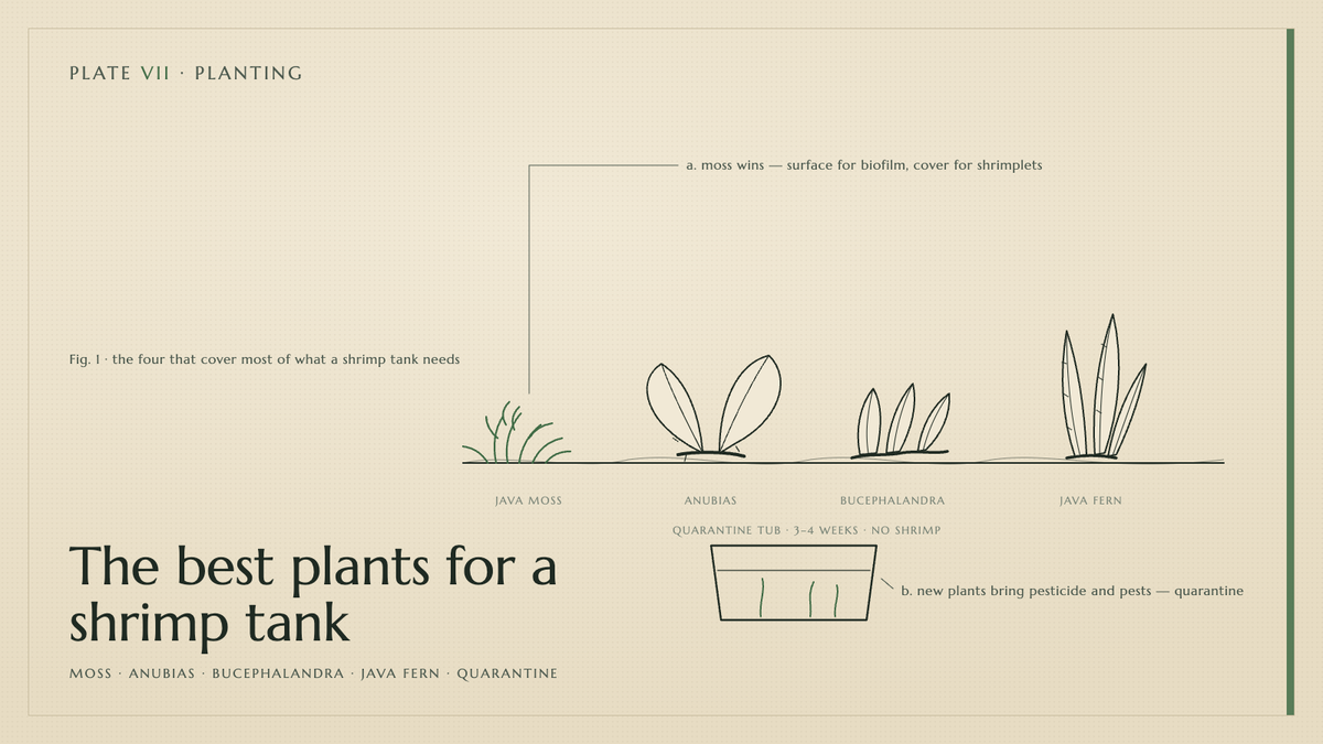 Plate VII · The best plants for a shrimp tank — moss · Anubias · Bucephalandra · Java fern · quarantine