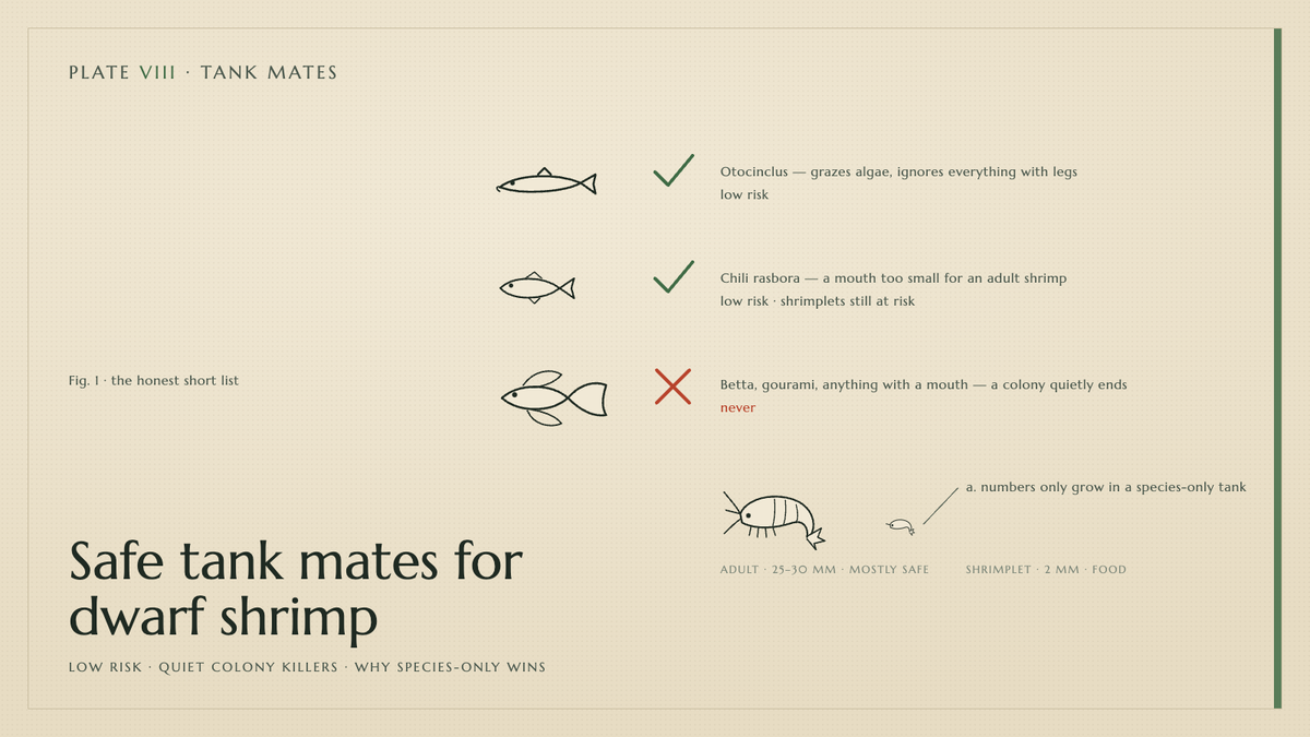 Plate VIII · Safe tank mates for dwarf shrimp — low risk · quiet colony killers · why species-only wins
