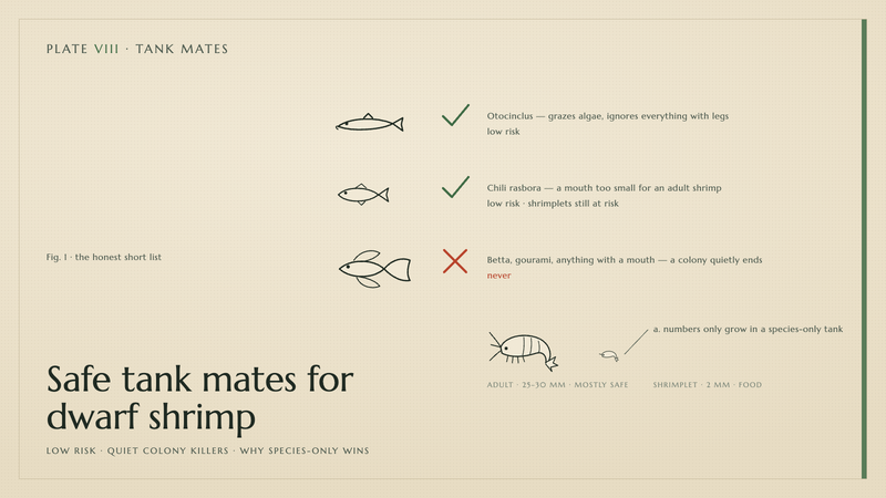 Plate VIII · Safe tank mates for dwarf shrimp — low risk · quiet colony killers · why species-only wins