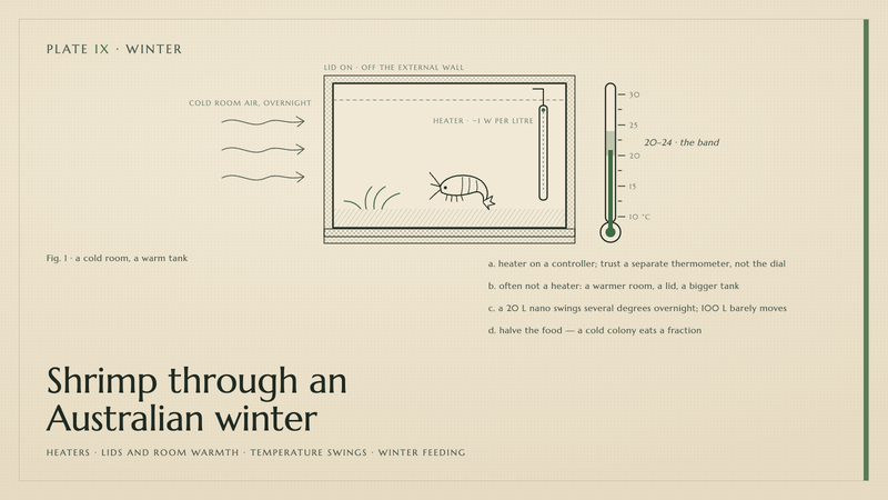 Plate IX · Shrimp through an Australian winter — heaters · lids and room warmth · temperature swings · winter feeding