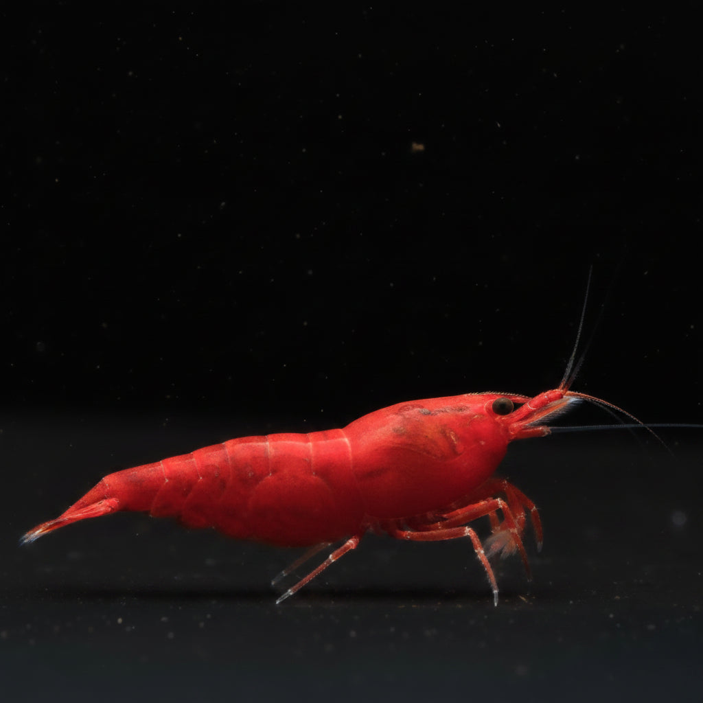 Bloody Mary Neocaridina shrimp – photo 1