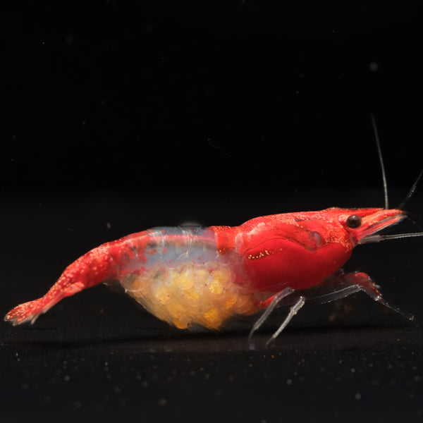 Red Rilli Neocaridina shrimp – photo 1
