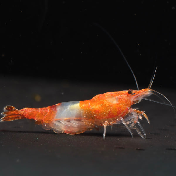 Orange Rilli Neocaridina shrimp – photo 1