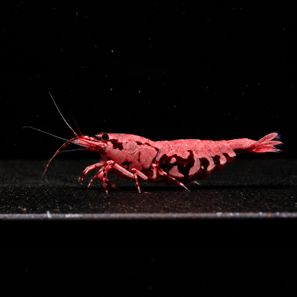 Pink-Based Red Boa Caridina shrimp with red body and pink-toned white Boa markings