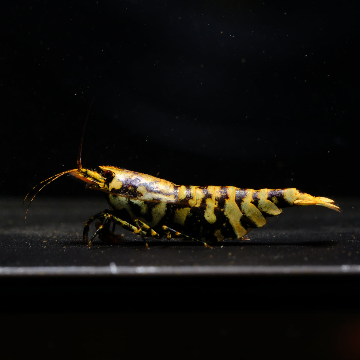 Metallic Purple Galaxy Black Tiger Caridina shrimp – photo 1