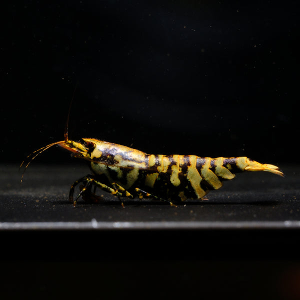Metallic Purple Galaxy Black Tiger Caridina shrimp – photo 1