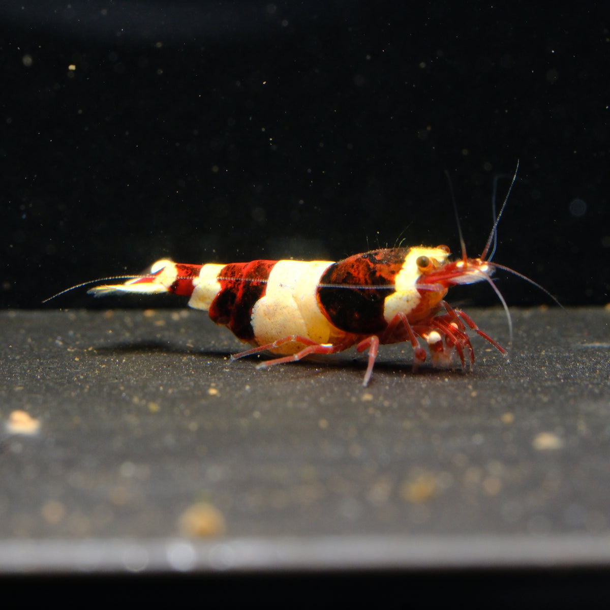 Dark Red Panda Caridina shrimp – photo 1