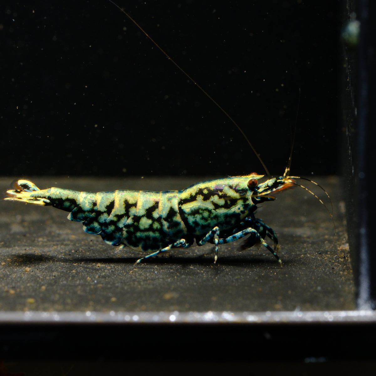 Black Snowflake Fishbone Caridina shrimp – photo 1