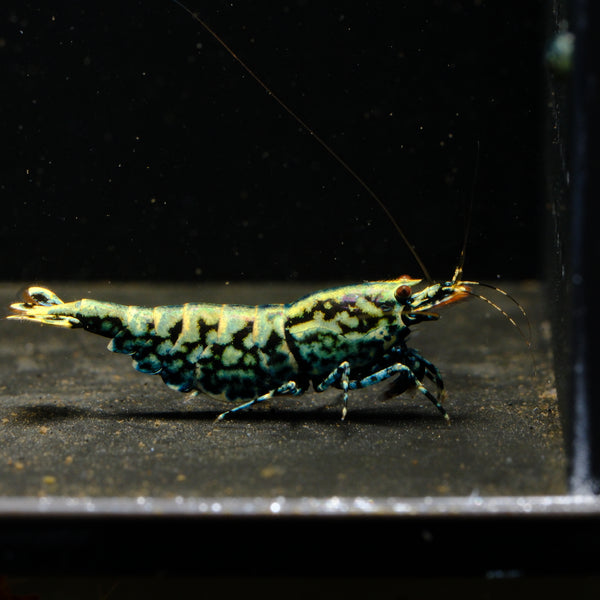 Black Snowflake Fishbone Caridina shrimp – photo 1